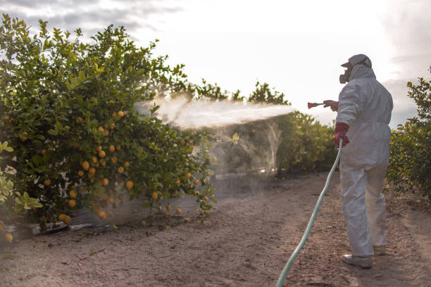 Best Pest Prevention Services  in Avimor, ID