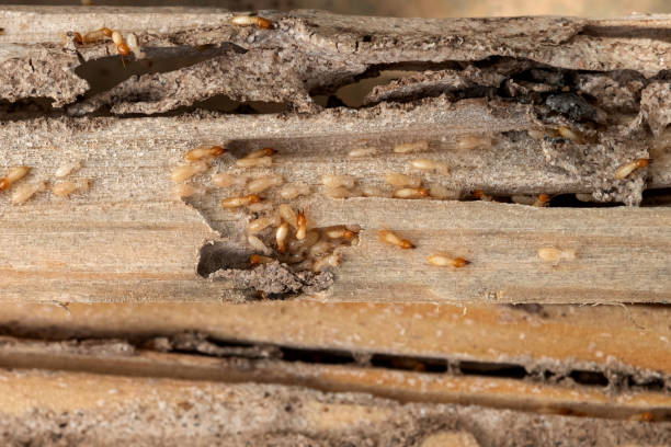 Best Bed Bug Extermination  in Avimor, ID