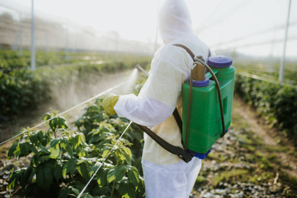 Best Termite Control Services  in Avimor, ID